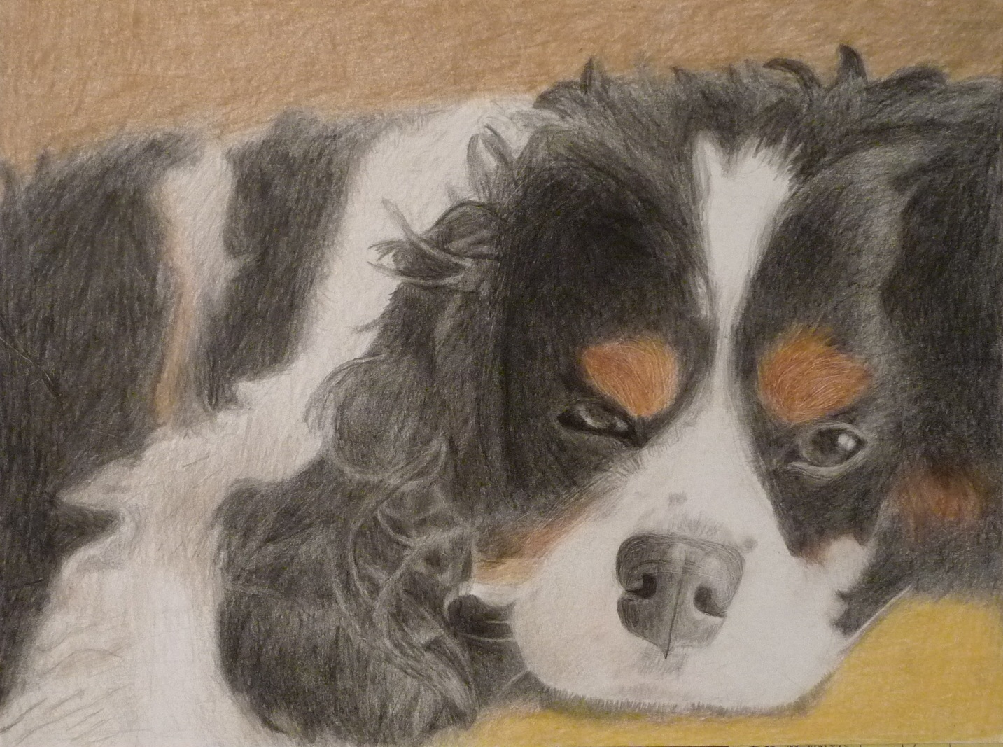 View Image Details Ruth's Charlie - colored pencil